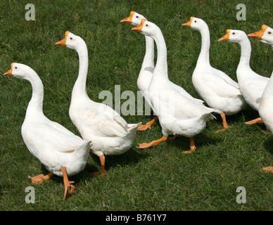 Plusieurs oies à pied dans un troupeau sur l'herbe en plein soleil dans la formation des volées. Banque D'Images