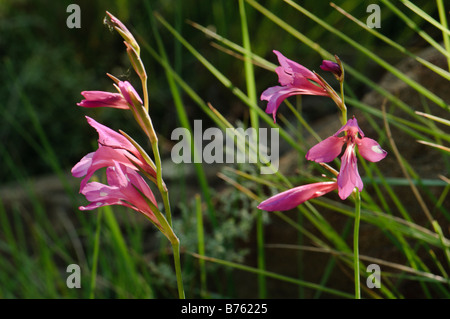 Glaïeul fleurs sauvages Espagne Banque D'Images