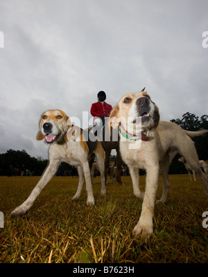 Hounds soyez prêt pour la chasse pendant le début de la saison de chasse au renard Middleton Place Plantation à Charleston SC Banque D'Images