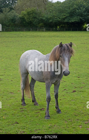 Eriskay pony colt Banque D'Images