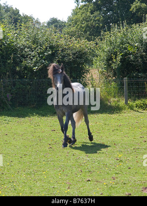 Eriskay pony colt Banque D'Images