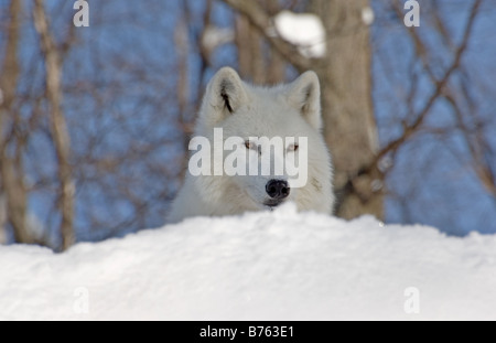 Un loup arctique regardant au-dessus d'une colline Banque D'Images