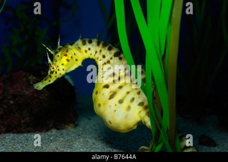 Pot bellied seahorse hippocampe abdominalis prisonnier Banque D'Images