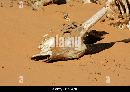 Vestiges de l'antilope eland morts (Taurotragus oryx), désert du Kalahari, Afrique du Sud Banque D'Images