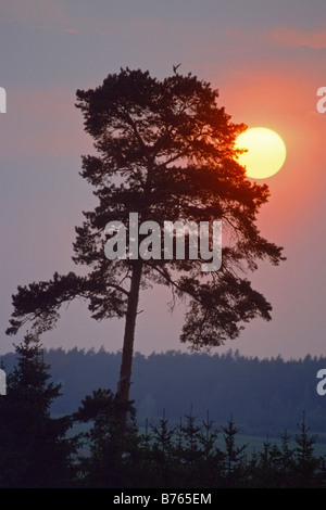 La silhouette des arbres coucher de moyenne-franconie bavaria Allemagne Europe crépuscule soir rétro-éclairage luminescent Banque D'Images