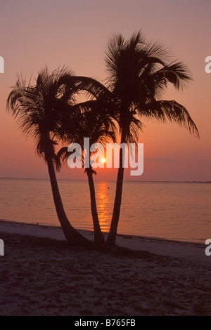 Palm tree beach red sunset backlight sillhouette nord usa floride Banque D'Images