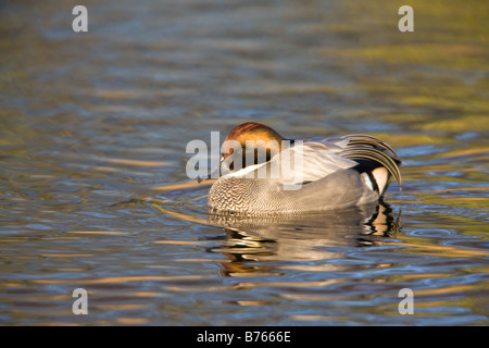 Falcated Duck Anas falcata mâle adulte natation dans l'eau avec reflets d'automne Banque D'Images