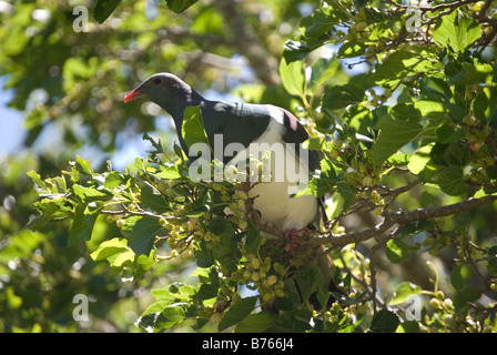 New Zealand Wood Pigeon (Kereru) in Tree, Pigeon Bay, Banks Peninsula, Canterbury, Nouvelle-Zélande Banque D'Images