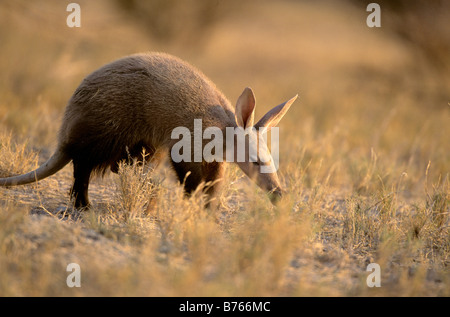 Antbear aardvark tamanoir namibie etosha np afrika orycteropus afer nationalpark terre terre porc cochon Banque D'Images