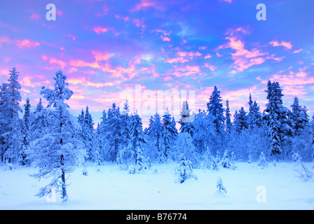 Marécage tourbière neige hiver d'incandescence sunset forest Gaellivare norrbotten suède scandinavie laponie paysage paysage Banque D'Images