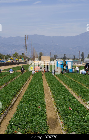 Champs de fraises en cours de récolte. Oxnard, Ventura County, Californie, USA Banque D'Images