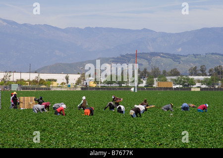 Champs de fraises en cours de récolte. Oxnard, Ventura County, Californie, USA Banque D'Images