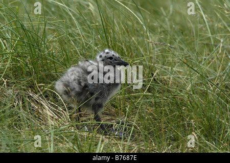 Heringsmöwe Küken Larus fuscus Lesser Black soutenu cerclé Helgoland Schleswig-holstein Deutschland Allemagne Banque D'Images