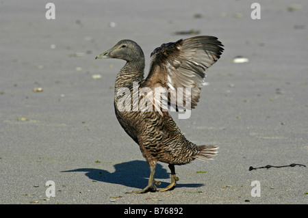 Eider à duvet Somateria mollissima helgoland Allemagne Schleswig Holstein de canards de mer Banque D'Images