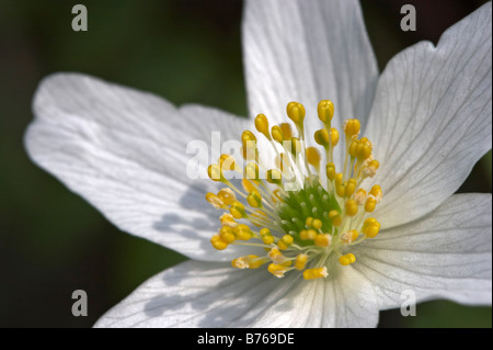 Anémone des bois anemone nemorosa odeur windflower anemone sylvie détail fleur fox close up blooming blossom Schleswig Holstein Banque D'Images