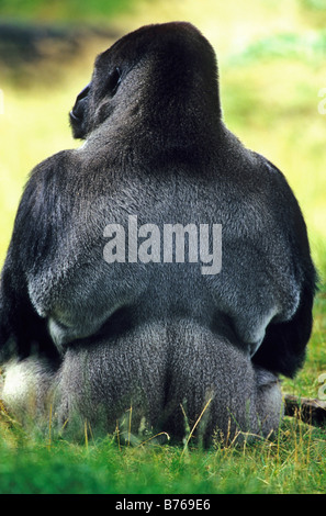 De l'ouest gorilla gorilla gorilla gorille de plaine de l'westgorilla vieux singe singe dos Banque D'Images