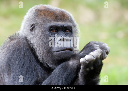 De l'ouest gorilla gorilla gorilla gorille de plaine de l'westgorilla vieux singe singe portrait Banque D'Images