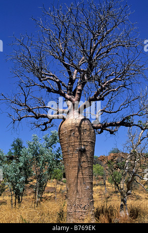 Beaucarnea recurvata ponytail palm tree boab région de Kimberley, Australie Banque D'Images