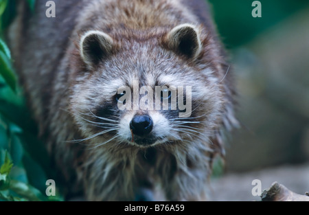 Le raton laveur Procyon lotor raton laveur raton laveur commun raton laveur raton laveur d'Amérique du Nord Allemagne Banque D'Images