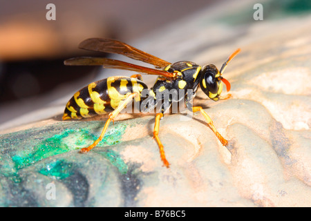 Guêpe Polistes gallicus, papier. On rock Banque D'Images