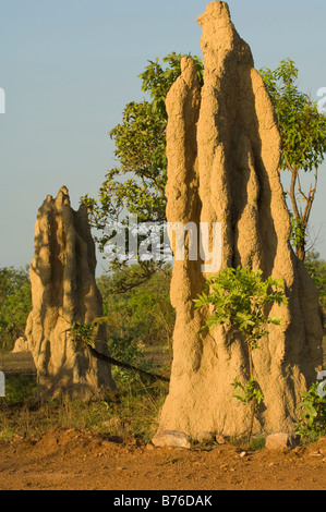 Les termites Nasutitermes triodiae cathédrale au nord de Lichfield National Park Australie Territoire du Nord Banque D'Images