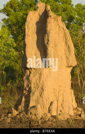 Les termites Nasutitermes triodiae cathédrale au nord de Lichfield National Park Australie Territoire du Nord Banque D'Images