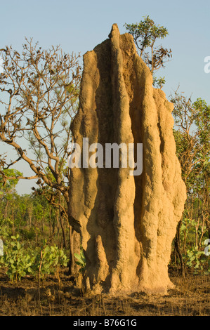 Manger des termites Nasutitermes triodiae (cathédrale) mont au nord de Lichfield National Park Territoire du Nord Australie Banque D'Images