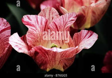 Tulipa triomphe à photograhed hémisphère jardins de Keukenhof à Lisse, aux Pays-Bas Banque D'Images