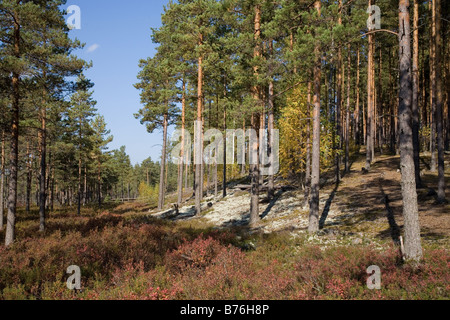 Meenikunno Réserve Paysage en Estonie Europe Banque D'Images