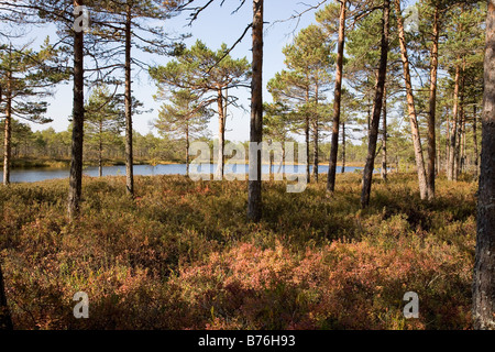 Meenikunno Réserve Paysage en Estonie Europe Banque D'Images