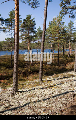 Meenikunno Réserve Paysage en Estonie Europe Banque D'Images
