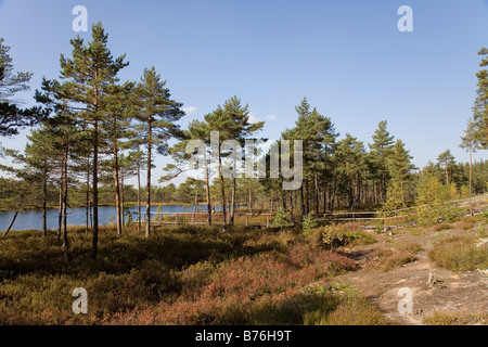 Meenikunno Réserve Paysage en Estonie, Europe Banque D'Images