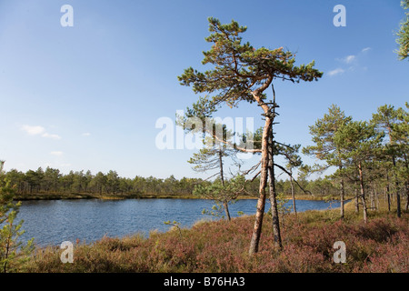 Meenikunno Réserve Paysage en Estonie, Europe Banque D'Images