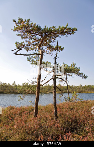 Meenikunno Réserve Paysage en Estonie, Europe Banque D'Images