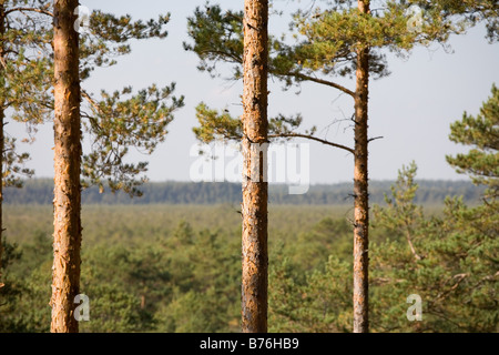 Meenikunno Réserve Paysage en Estonie Europe Banque D'Images