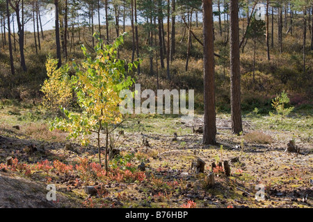 Meenikunno Réserve Paysage en Estonie Europe Banque D'Images