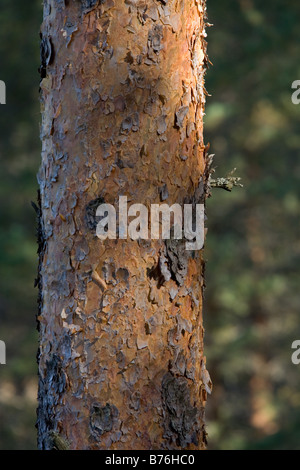 Meenikunno Tree-Trunk, réserve du paysage en Estonie Europe Banque D'Images