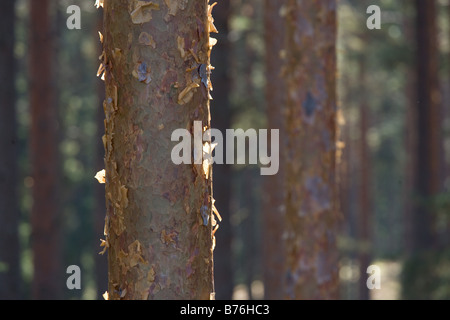 Meenikunno Tree-Trunk, réserve du paysage en Estonie Europe Banque D'Images