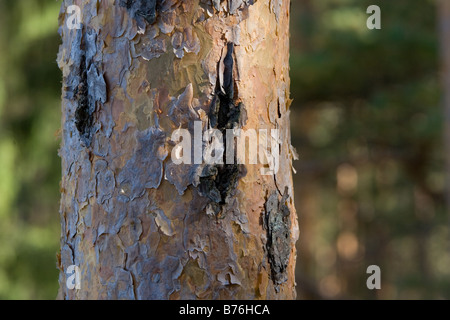 Meenikunno Tree-Trunk, réserve du paysage en Estonie Europe Banque D'Images