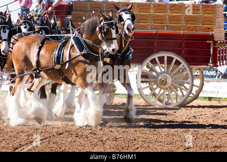 Une équipe de clydesdales dans un plein rendement d'attelage Banque D'Images