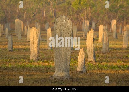 Les termites magnétiques (Amitermes meridionalis & A. laurensis) mounds au nord de Lichfield N.P. Territoire du Nord Australie Banque D'Images