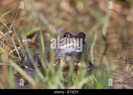 Grenouille Rousse, Rana temporaria se cacher dans l'herbe Banque D'Images