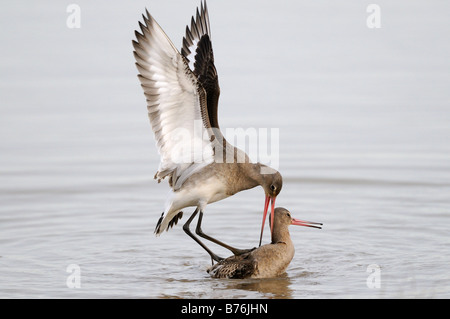 Les barges à queue noire Limosa limosa deux oiseaux se battre dans de l'eau Décembre Royaume-uni Norfolk Banque D'Images