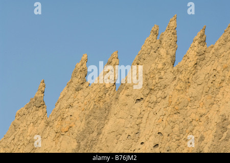 Les termites magnétiques (Amitermes meridionalis & A. laurensis) mound a fine crêtes de tourelles au nord de Lichfield N.P. Territoire du Nord Banque D'Images