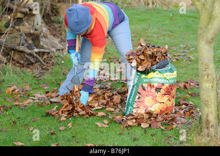 Jardinier le ratissage des feuilles sur la pelouse avant de recueillir pour faire du compost en sac en plastique en Décembre Banque D'Images