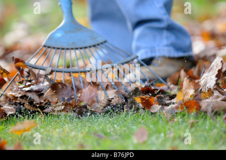 Jardinier le ratissage des feuilles sur la pelouse close up shot montrant pieds jardiniers Décembre Royaume-uni Banque D'Images