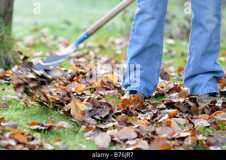 Jardinier le ratissage des feuilles sur la pelouse close up shot montrant jardiniers jambes pieds Décembre Royaume-uni Banque D'Images
