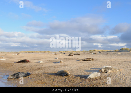 Phoque gris Halichoerus grypus colonie avec petits au point plage Blakeney Décembre Royaume-uni Norfolk Banque D'Images