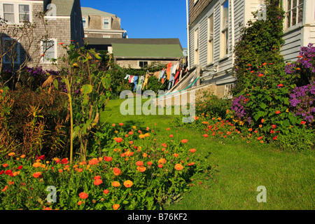 En fleurs, l'île Monhegan Monhegan, Maine, USA Banque D'Images