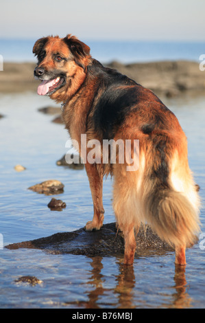 X Berger allemand chien prend au soleil sur une plage à Williamstown, Melbourne, Australie. Banque D'Images